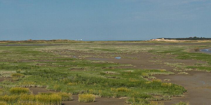  saltmarsh and dunes of Het Zwin nature reserve along the northsea coast in Knokke, Flanders, Belgium 