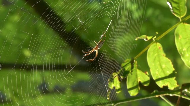 Australian Enamel Orb Weaver (Plebs bradleyi) spider repairing web climbing dragline 4k close-up