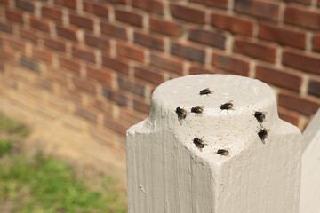 Close-up of a cluster of house flies wreak chaos on a porch post of an old house. © Deborah