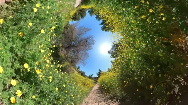 Cycling Through Wild Flowers Trail Bike 360 Degrees Fisheye 02 California USA