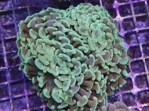 Euphyllia ancora, Macro of vibrant fluorescent marine coral specimen with glowing colors in a saltwater reef aquarium