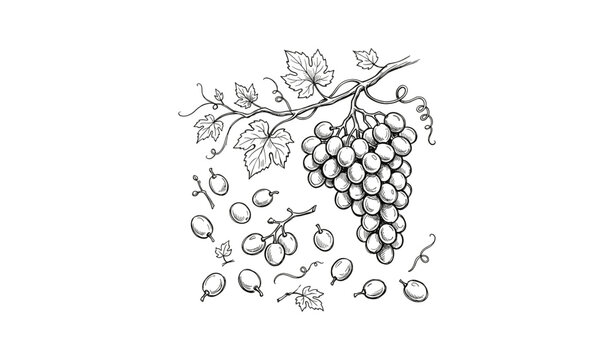 Detailed black and white grapevine drawing with cluster and leaves