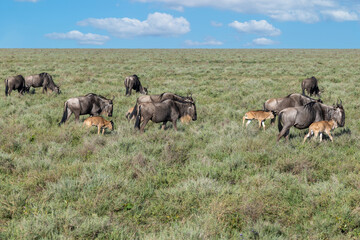 Fototapeta premium Gnus mit ihren Kälbern in der südlichen Serengeti 