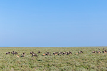 Fototapeta premium Herde Gnus mit ihren Kälbern in der Serengeti
