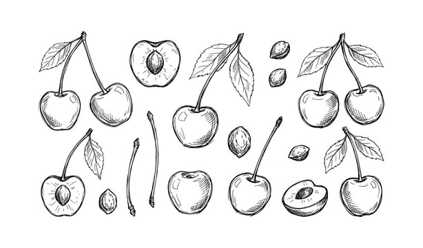 Hand-drawn cherries and seeds sketch set with stems and leaves