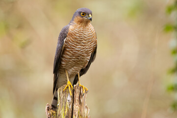 Fototapeta premium Portrait of a sparrowhawk, close-up of a sparrowhawk, range eyes, striped plumage, orange-brown plumage, talons of a bird of prey, frontal view of a sparrowhawk on a tree stump, Accipiter nisus