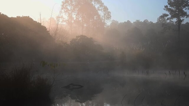 Video of a pond in the forest, with fog covering the water's surface in the morning.