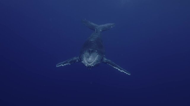 Amazing closeup humpback whale portrait underwater in Pacific Ocean. Baby calf comes at surface to take breath. Young whale dance wave flippers in water in Tonga Polynesia. Mammal Marine nature life
