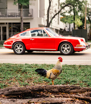 Urban lifestyle scene with rooster in foreground and red vintage sports car in Miami street