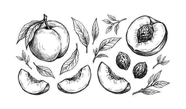 Hand-drawn peach illustrations with leaves and pits in detailed sketch style