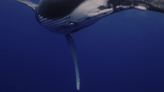 Amazing closeup humpback whale back to camera underwater in Pacific Ocean. Baby calf comes at surface to take breath. Young whale dance wave flippers in water in Tonga Polynesia. Mammal Marine nature