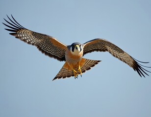 Obraz premium Eurasian hobby bird flies in bright blue sky. Raptor with spread wings shows detailed feathers and sharp talons. Ornithology subject in wild nature.