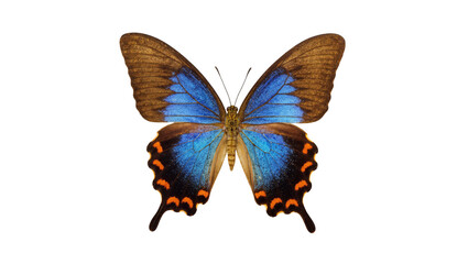 Isolated vibrant blue and brown butterfly with intricate orange spots on hindwings © Jn