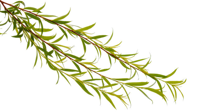 Isolated graceful willow branches featuring fresh green leaves, elegant botanical element