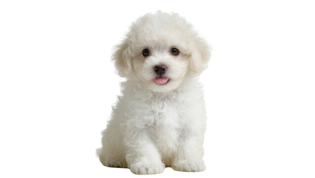 Isolated fluffy white puppy sitting, looking at camera with a sweet expression, cute pet