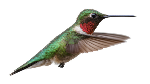 Isolated male Ruby-throated Hummingbird with iridescent green feathers and red gorget hovering