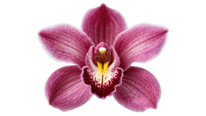 Isolated vibrant pink orchid flower displaying delicate petals and intricate center detail © Jn