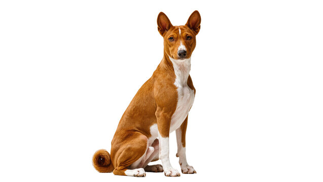 Isolated Basenji dog sitting quietly, looking at camera with an alert, intelligent expression