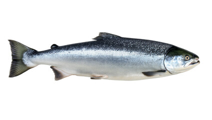 Obraz premium Isolated fresh whole salmon fish ready for cooking or healthy seafood meal preparation