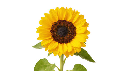 Fototapeta premium Isolated studio close-up shot of a beautiful vibrant yellow sunflower in full bloom with green leaves