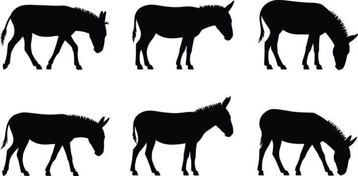 Six Black Silhouettes of Donkeys in Various Poses on a White Background Keywords: silhouette, donkey, animal, farm, livestock, mammal, creature, domestic, agriculture, rural, standing