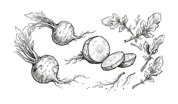 Hand-drawn beetroot sketch with leaves and slices on white background