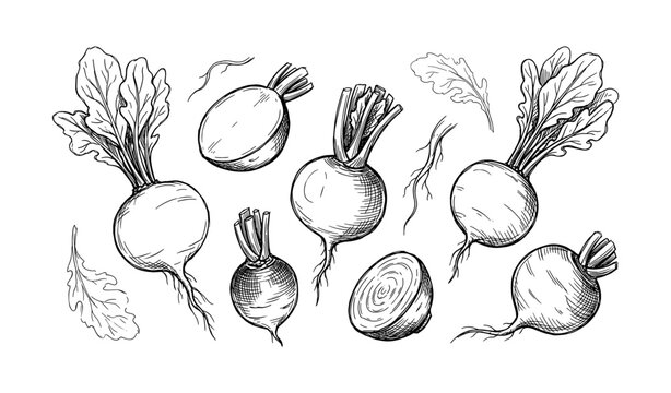 Hand-drawn beetroot sketches with leaves in black and white