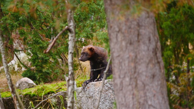 wolverine (Gulo gulo) in scandinavian forest 710