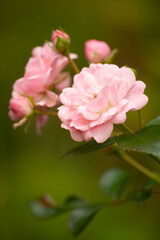 Obraz premium Soft pink spray rose flowers with buds and green blurred background, close-up garden photo with copy space. Summer floral scene for wedding, greeting card, romance, beauty and botanical themes.
