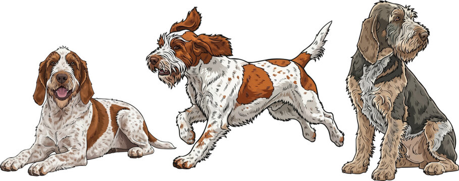 Spinone Italiano dog running athletic lying down sitting attentive pose set