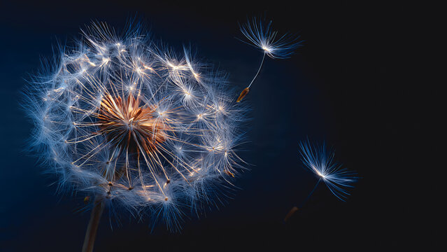 A macro shot of a mature dandelion seed head illuminated by soft morning sunlight, the individual pappus filaments glowing like halos with the partially released seeds mid-flight.