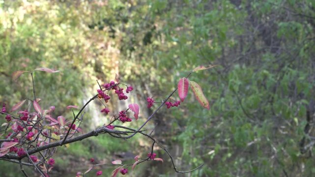 Wild Euonymus europaeus branch hangs with vivid pink-magenta berries and red-tinted leaves against blurred green woodland. Moody autumn scene with soft diffused light. 
