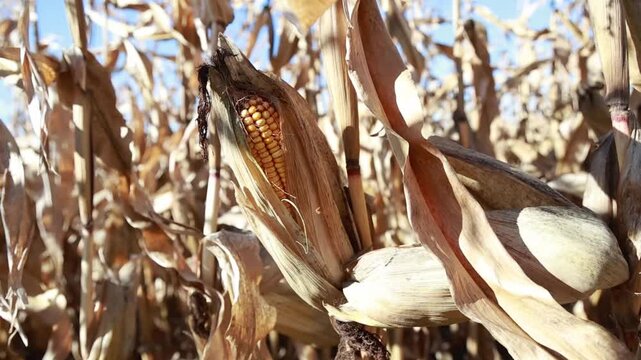 Ripe Corn Growing in Agricultural Field at Harvest Time