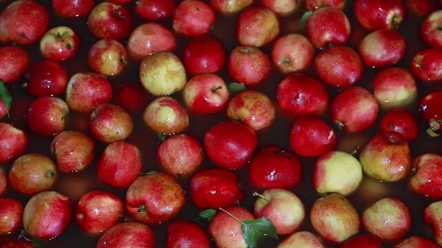 Slow Motion Apple Sorting on Automated Grading Machine