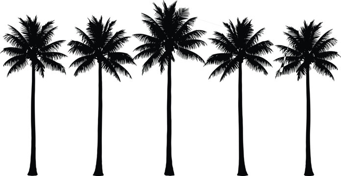 Tropical palm tree silhouettes set isolated on white background, detailed coconut palm collection for beach landscape, summer travel design and exotic nature illustration