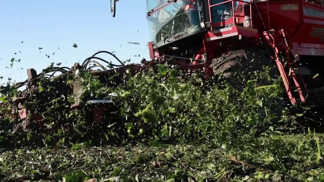 Sugar Beet Harvesting with Combine Harvester in Agricultural Field
