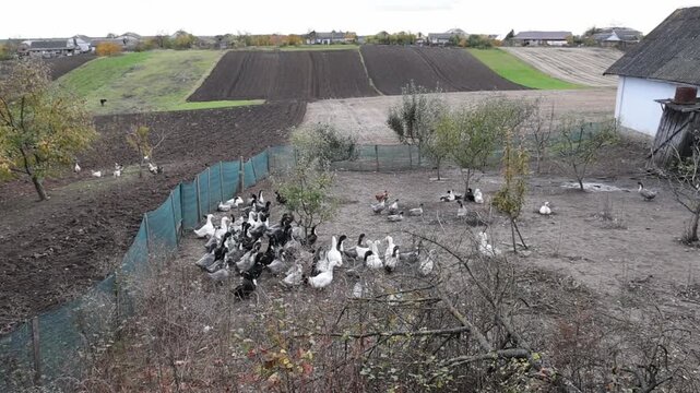 Traditional Ukrainian Village House with Geese in Farmyard