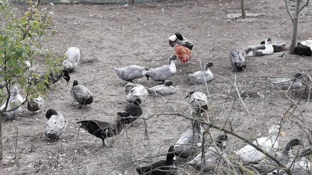 Traditional Ukrainian Village House with Geese in Farmyard