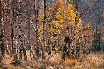 Fototapeta premium Autumn Birch Forest With Golden Leaves and Sunlit White Trunks in Meadow Landscape - Lasocki Ridge, Karkonosze Mountains.
