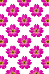 Fototapeta premium Japanese Primrose Seamless Flower Pattern