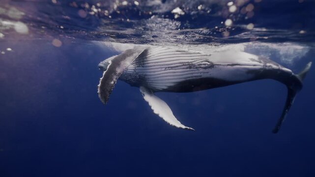 Amazing closeup humpback whale underwater in Pacific Ocean. Baby calf comes at surface to take breath. Young whale dance wave flippers in water in Tonga Polynesia. Mammal Marine life. High resolution