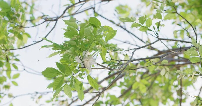 Dolichandrone serrulata white traditional flower Kae Na on tree branch green leaf windy nature scene
