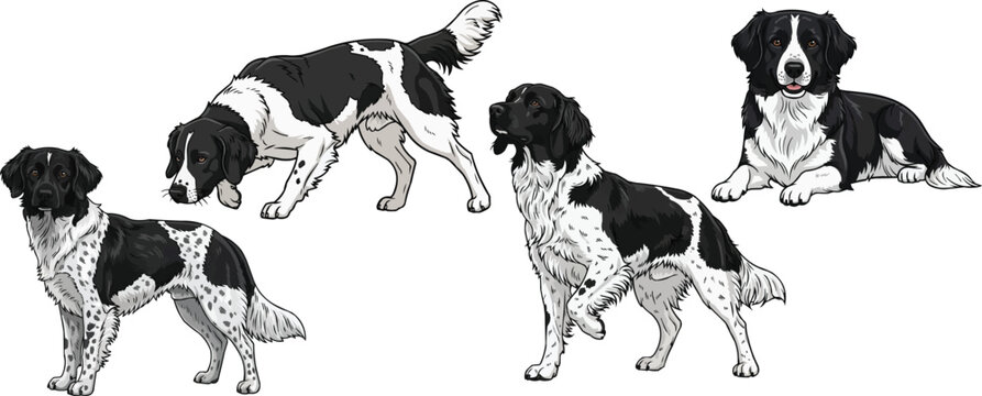 Stabyhoun dog standing alert pointing crouched lying down pose set