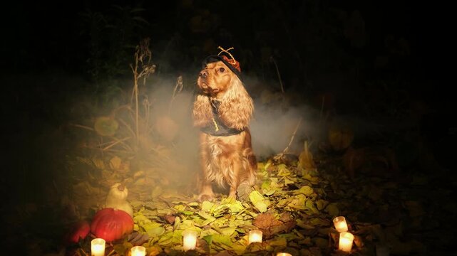 Adorable english cocker spaniel wearing a witch hat and costume for a spooky halloween celebration, sitting among autumn leaves, pumpkins, and candles in a mystical, foggy forest at night
