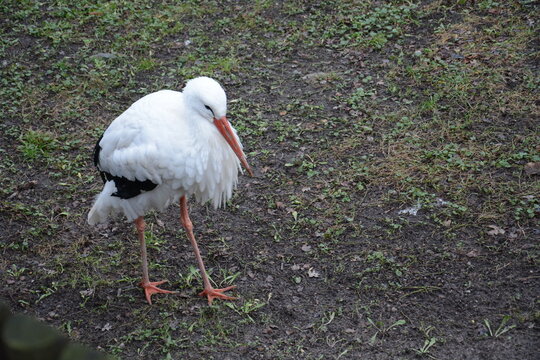 Bociek bocian
