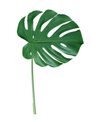 Monstera green leaf isolated on transparent background. Tropical jungle foliage.  © Lilya