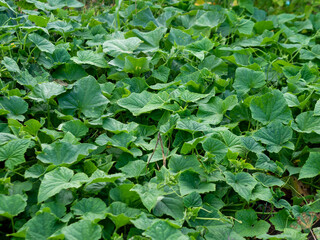 Fototapeta premium Dense carpet of vibrant green cucumber foliage with textured heart shaped leaves spreading across garden soil under bright summer daylight.
