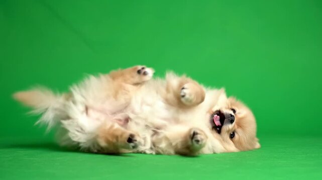A brown-haired Pomeranian dog lies down in a happy and happy style as if he is playing. green background