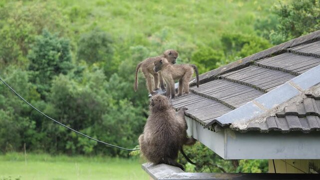 A small group of Chacma baboons is playing on the roof of a house in front of lush green hills. 4K Video.
