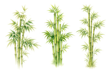 Obraz premium Watercolor bamboo plant collection illustration, green botanical stems and leaves isolated on white background.